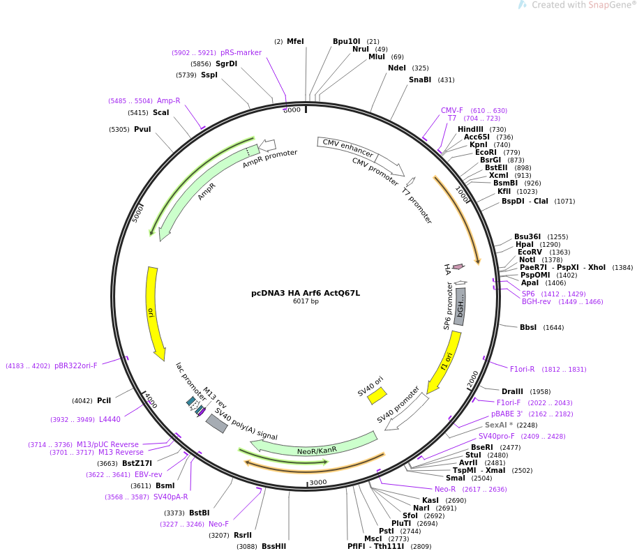pcDNA3 HA Arf6 ActQ67L质粒图谱